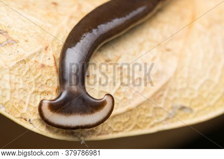 Closeup Of A Hammer Headed Slug (humbertium Sp) Family Bipaliidae