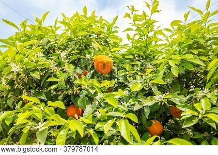 Rippen Tangerines Hanging On Beautiful Green Tangerine Tree With White Flowers On Blue Partially Clo