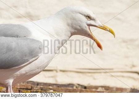 Close Up Portrait Of A Seagull Squawking