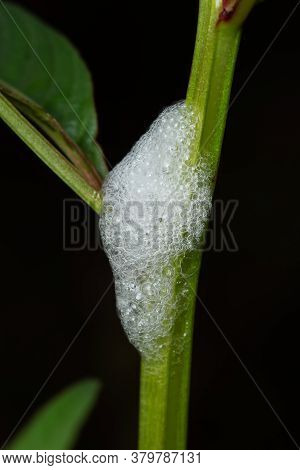 Photo Of Larvae Of Spittle Bug In Its Home Made Of Foam (clovia Punctata)