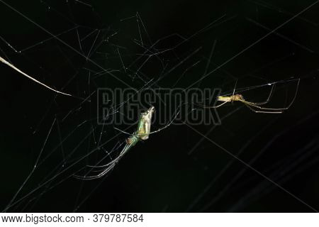 Maing Pair Of Decorated Orb Weaver Spider (lecauge Decorata) Tetragnathadae In A Web