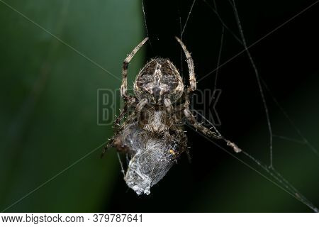 Closeup Image Of An Orb Weaver Spider (neoscona Mukherjee) Araneidae Feeding On Other Insect