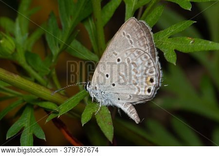 Photo Of Oriental Gram Blue Butterfly (euchrysops Cnejus Cnejus) Sitting On A Plant