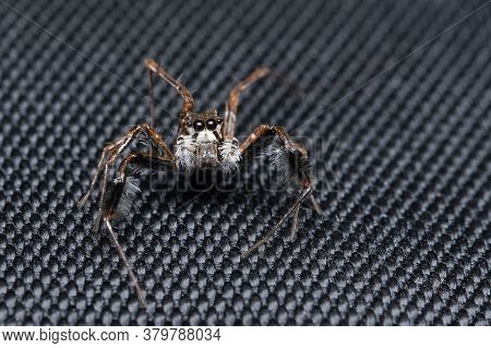 Straight Stare Of Portia Fimbriata Jumping Spider , Family Salticidae Against Black Cloth