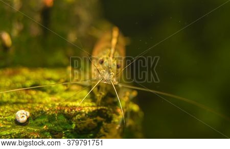 Macro Shot Of Freshwater Amano Shrimp. Caridina Multidentata.