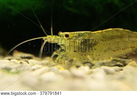 Macro Shot Of Freshwater Amano Shrimp. Caridina Multidentata.