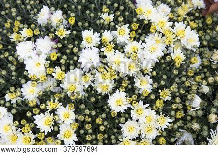 White Daisy Flower. Flower In Garden At Sunny Summer Or Spring Day. Flower For Postcard Beauty Decor