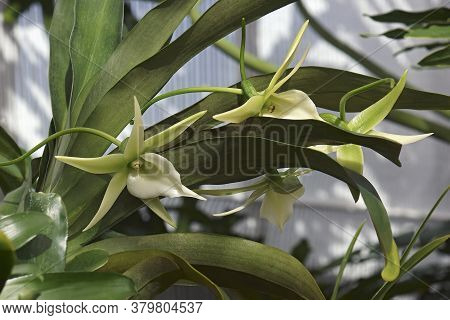 Comet Orchid (angraecum Alabaster). Called Angrek Also. Hybrid Between Angraecum Eburneum And Angrae