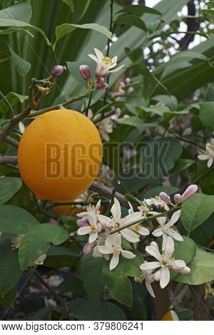 Close-up Image Of Meyer Lemon Fruit And Flowers