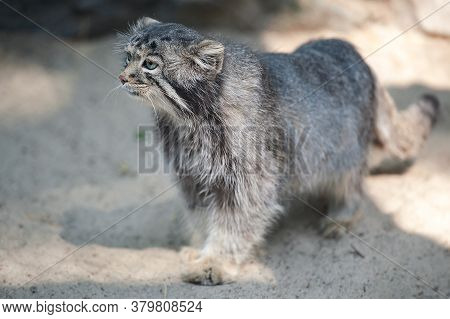 Pallas Cat Otocolobus Manul. Manul Is Living In The Grasslands And Montane Steppes Of Central Asia. 