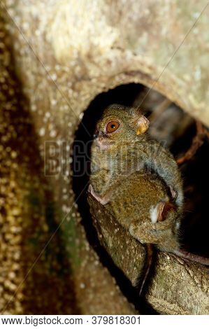 Very Rare And Endemic Spectral Tarsier, Tarsius Spectrum,tangkoko National Park, Sulawesi, The World