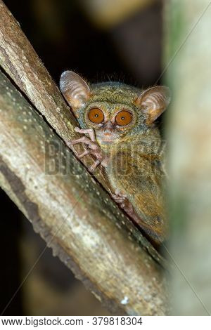 Very Rare And Endemic Spectral Tarsier, Tarsius Spectrum,tangkoko National Park, Sulawesi, The World