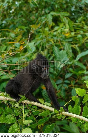 Cute Baby Of Endemic Monkey Celebes Crested Macaque Known As Black Monkey (macaca ) In Rainforest, T