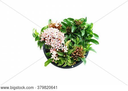 Pink Spike Flower Isolated On White Background