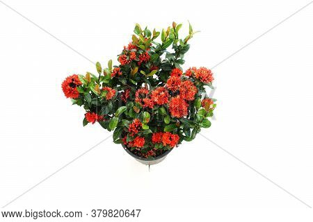 Red Spike Flower Isolated On White Background