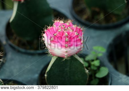 Pink And White Color Of Gymnocalycium Mihanovichii Cactus In The Mini Plant Pot. Moon Cactus Plant I