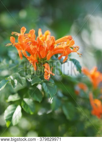 Pyrostegia Venusta, Bignoniaceae, Orange Trumpet, Flame Flower, Fire-cracker Vine Orange Flower Bloo
