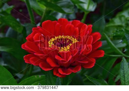One Red Tsinia Flower Close-up Soft Focus. Greeting Card Concept For Mother\'s Day, Happy Birthday A