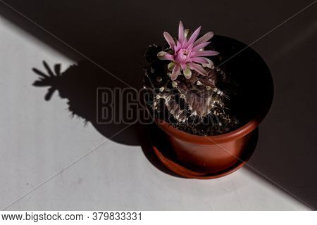 Cactus Blooms. Hard Light. Close View. Pink Flower, Brown Cactus. Terracotta Pot. Hard Shadows