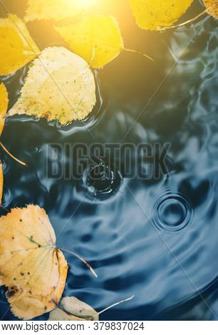 Big Drops Falling On Puddle Leaving A Radial Circles On The Surface With Fallen Yellow Leaves On The