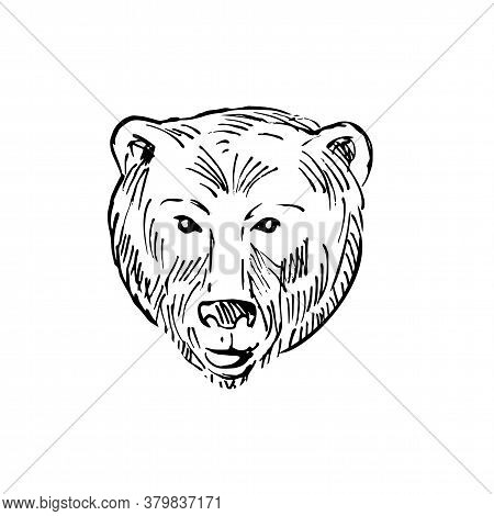 Scratchboard Style Illustration Of Head Of A Brown Bear Ursus Arctos Or Grizzly Bear Viewed From Fro