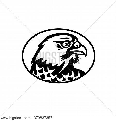 Mascot Illustration Of Head Of A Peregrine Falcon Or The Duck Hawk In North America, A Bird Of Prey 