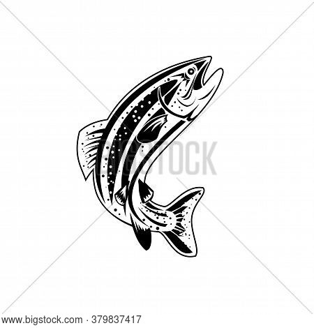 Retro Style Illustration Of A Columbia River Redband Trout, Inland Redband Trout Or Interior Redband