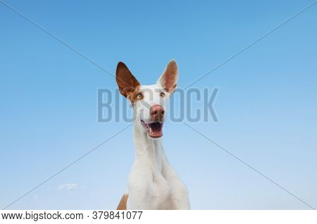 Happy Dog Portrait, Wide Angle. Funny Graceful Ibizan Greyhound On A Sky Background.