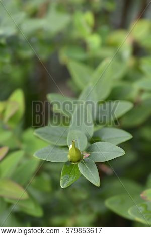 St Johns-wort Hidcote - Latin Name - Hypericum X Hidcoteense Hidcote
