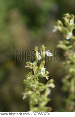 Yellow Germander Flowers - Latin Name - Teucrium Flavum