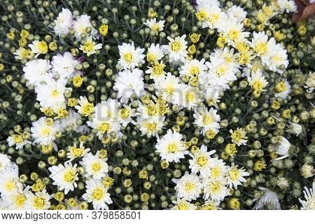 White Daisy Flower. Flower In Garden At Sunny Summer Or Spring Day. Flower For Postcard Beauty Decor