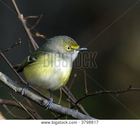 Whiteeyed Vireo