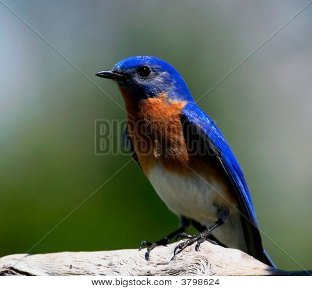 Bluebird