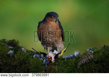 Bird Of Prey - Sparrowhawk (accipiter Nisus), Also Known As The Northern Sparrowhawk Or The Sparrowh