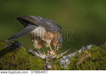 Bird Of Prey - Sparrowhawk (accipiter Nisus), Also Known As The Northern Sparrowhawk Or The Sparrowh