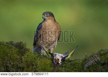 Bird of Prey - Sparrowhawk (Accipiter nisus), also known as the northern sparrowhawk or the sparrowh