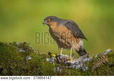 Bird Of Prey - Sparrowhawk (accipiter Nisus), Also Known As The Northern Sparrowhawk Or The Sparrowh