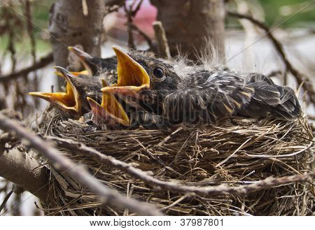 Baby Robbins