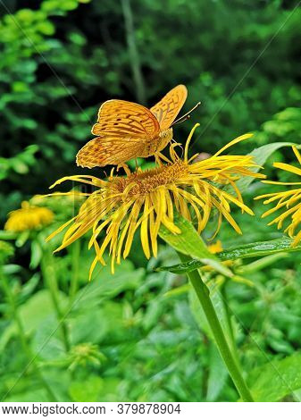 Butterflies On Yellow Flowers In The Forest. Yellow Oxeye Flowers In The Forest Telekia Speciosa  Sc