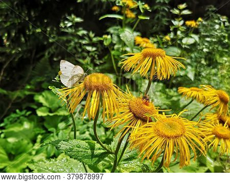 White Butterfly On Yellow Oxeye  Flower In The Forest   - Pieris Brassicae, The Large White, Also Ca