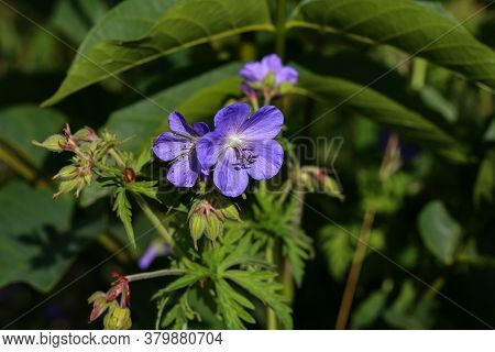 Delicate Blue Flowers Of The Meadow Geranium