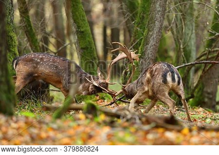 Two Fallow Deer Stags Fighting In Forest In Autumn Nature.