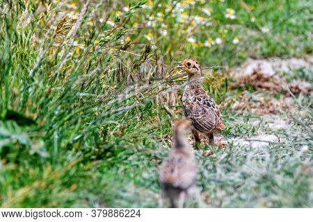 Pheasant Chick In A Field Of Grass (phasianus Colchicus) 