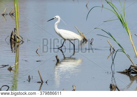 Little Egret Hunting (egretta Garzetta) White Little Egret