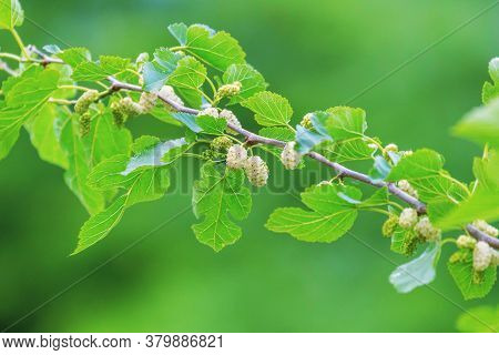 White Mulberry On The Branch Morus (plant)