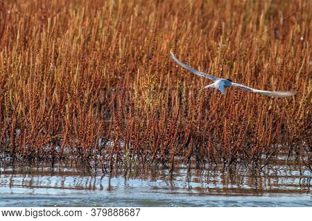 Whiskered Tern In Flight (chlidonias Hybridus) Wildlife