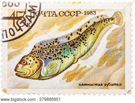 Russia - Circa 1983: Stamp Printed By Russia Ussr , Shows Fish, Anarhichas Minor, Circa 1983
