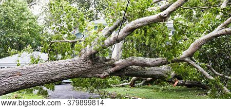 Tree Carshes To The Ground From Tropical Storm Isaias And Is Covering A Driveway And Balancing On Th