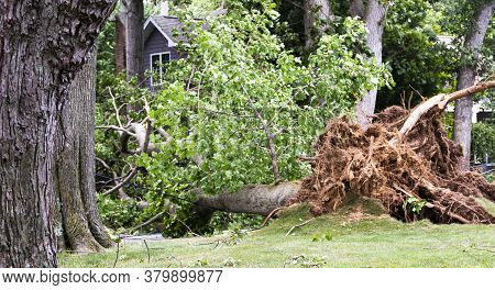 A Tree Is Blown Down During Tropical Storm Isaias Knocking Down Electric And Cable Wires And Tearing