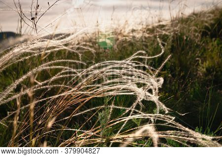 Wild Stipa Pulcherrima, Golden Feather Grass In The Steppe At Sunset. Selective Focus. Beautiful Sum